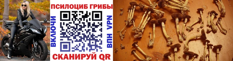 Псилоцибиновые грибы мухоморы  Буинск 